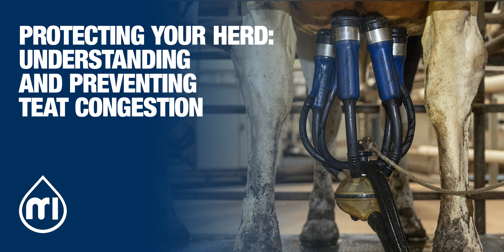 Protecting your herd: Understanding and preventing teat congestion