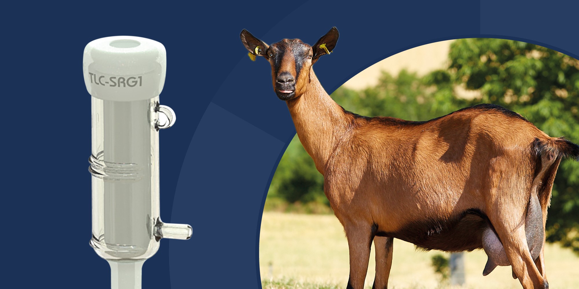 New Goat Dairy Liners Banner